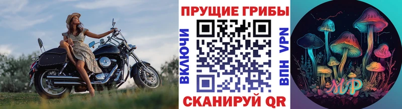 Псилоцибиновые грибы Psilocybine cubensis  Юрьев-Польский 
